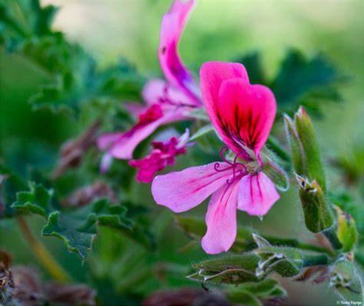 Duftgeranie (Pelargonium ostrum) Foto & Bild pflanzen, pilze